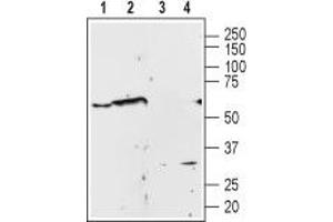Western blot analysis of Human PC3  prostate carcinoma cell line lysate (lanes 1 and 3) and rat brain membrane (lanes 2 and 4): - 1,2.
