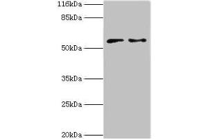 CRISPLD2 抗体  (AA 40-305)