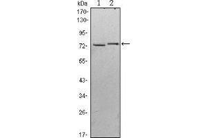 Image no. 4 for anti-Kelch-Like 13 (KLHL13) antibody (ABIN969245)