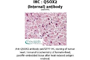 Image no. 2 for anti-Quiescin Q6 Sulfhydryl Oxidase 2 (QSOX2) (Internal Region) antibody (ABIN1738669)