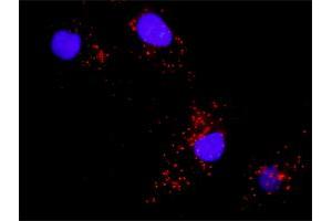 Image no. 2 for anti-BCL2-Associated Agonist of Cell Death (BAD) (AA 1-168) antibody (ABIN513661)
