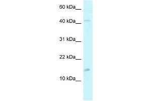 Image no. 1 for anti-Pterin-4 alpha-Carbinolamine Dehydratase/dimerization Cofactor of Hepatocyte Nuclear Factor 1 alpha (TCF1) 2 (PCBD2) (C-Term) antibody (ABIN926512)