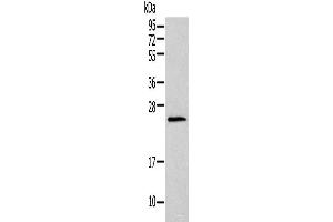 Western blot analysis of Mouse lung tissue using HIST1H1T Polyclonal Antibody at dilution of 1:400