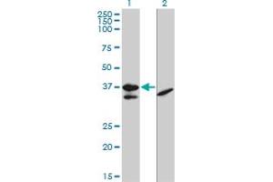 Image no. 6 for anti-Transcription Factor 19 (TCF19) (AA 17-102) antibody (ABIN563123)