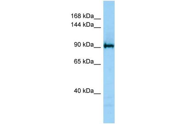 KDM4C Antikörper  (C-Term)