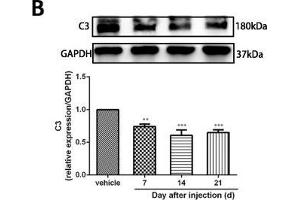 Image no. 27 for anti-Glyceraldehyde-3-Phosphate Dehydrogenase (GAPDH) antibody (ABIN3020541)
