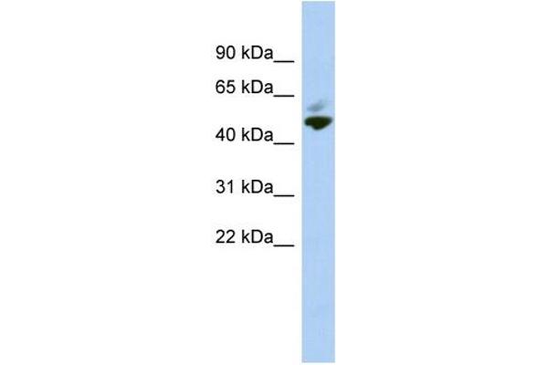 MAZ antibody  (N-Term)