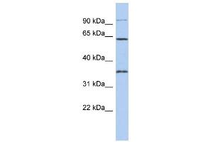Image no. 1 for anti-Family with Sequence Similarity 71, Member B (FAM71B) (Middle Region) antibody (ABIN2784981)