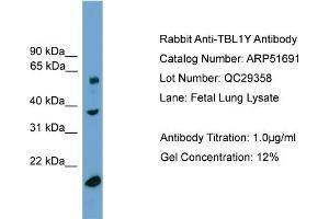 Image no. 1 for anti-Transducin (Beta)-Like 1, Y-Linked (TBL1Y) (Middle Region) antibody (ABIN2784572)