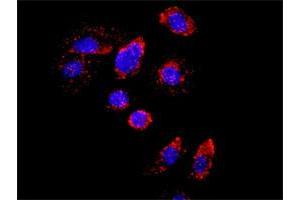 Proximity Ligation Assay (PLA) image for RXRA & ZBTB16 Protein Protein Interaction Antibody Pair (ABIN1340203)