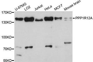 PPP1R12A antibody  (AA 1-200)