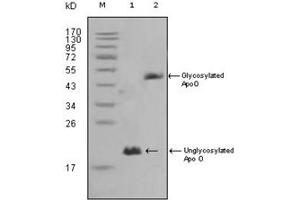 Image no. 1 for anti-Apolipoprotein O (APOO) antibody (ABIN1105424)