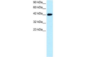Image no. 1 for anti-BarH-Like Homeobox 2 (BARHL2) antibody (ABIN2460338)