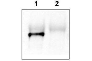 Image no. 2 for anti-GRP1 (General Receptor For phosphoinositides 1)-Associated Scaffold Protein (GRASP) antibody (ABIN233820)