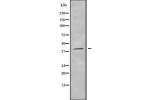 Image no. 1 for anti-Killer Cell Immunoglobulin-Like Receptor, Two Domains, Long Cytoplasmic Tail, 5A (KIR2DL5A) antibody (ABIN6262819)