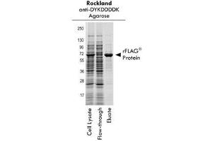Western Blotting (WB) image for DYKDDDDK Tag peptide (DYKDDDDK Tag) (ABIN1607595)