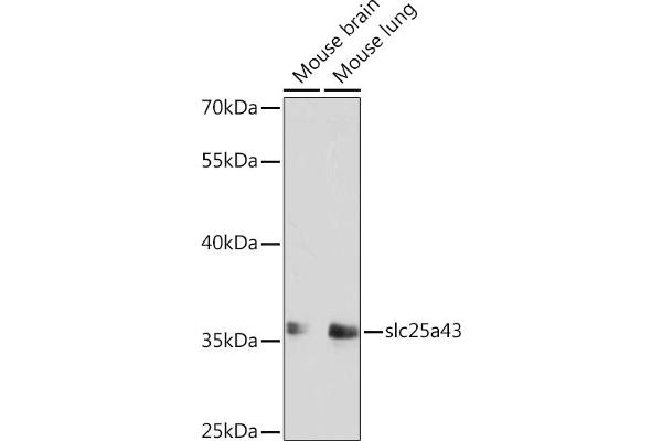 SLC25A43 anticorps  (AA 1-100)