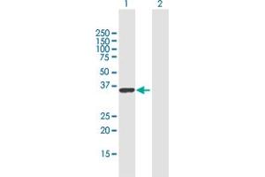 Image no. 1 for anti-RALY RNA Binding Protein-Like (RALYL) (AA 1-291) antibody (ABIN949846)