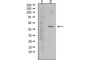 PAQR7 antibody  (C-Term)