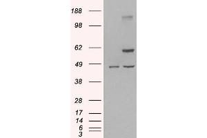 Image no. 9 for anti-TNF Receptor-Associated Factor 2 (TRAF2) (C-Term) antibody (ABIN190911)