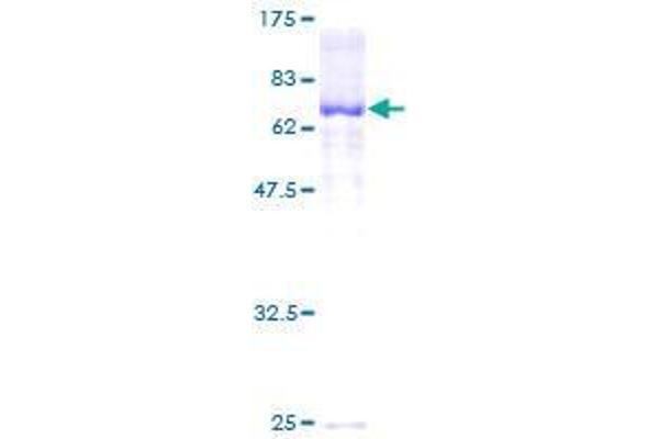 SERPINA10 Protein (serpin Peptidase Inhibitor, Clade A (Alpha-1 Antiproteinase, Antitrypsin), Member 10) (AA 22-444) (GST tag)