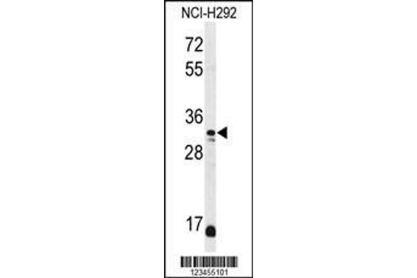 anti-D-Aspartate Oxidase (DDO) (AA 102-130) antibody