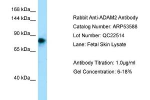 Image no. 1 for anti-ADAM Metallopeptidase Domain 2 (ADAM2) (N-Term) antibody (ABIN2785462)