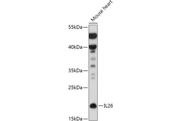 IL-26 antibody  (AA 22-100)