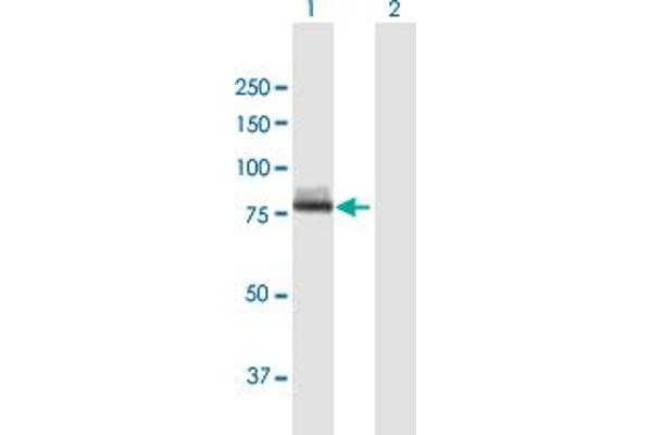 anti-Calpain 12 (CAPN12) (AA 1-719) antibody