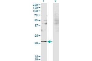 Western Blot analysis of RBM8A expression in transfected 293T cell line by RBM8A monoclonal antibody (M08), clone 3E4.