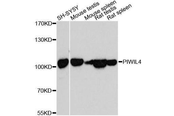 PIWIL4 Antikörper  (AA 260-460)