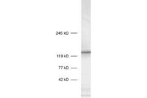 Image no. 1 for anti-Syntaxin Binding Protein 5 (Tomosyn) (STXBP5) (AA 1031-1103) antibody (ABIN1742382)