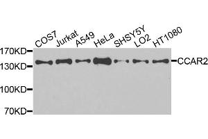 Image no. 1 for anti-Cell Cycle and Apoptosis Regulator 2 (CCAR2) antibody (ABIN4904150)