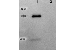 Image no. 1 for Rabbit anti-Goat IgG (Heavy & Light Chain) antibody (HRP) (ABIN964937)
