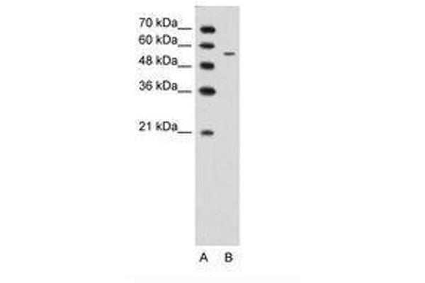 CHST7 Antikörper  (AA 256-305)
