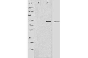 Image no. 3 for anti-Autophagy Related 16-Like 2 (ATG16L2) (Internal Region) antibody (ABIN6259551)