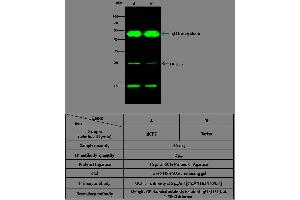 Image no. 2 for anti-Ubiquitin Carboxyl-terminal Esterase L3 (Ubiquitin Thiolesterase) (Uchl3) (AA 2-230) antibody (ABIN1998991)