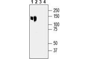 Western blot analysis of mouse liver lysate (lanes 1 and 3) and rat liver membranes (lanes 2 and 4): - 1,2.