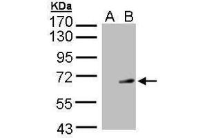 Image no. 1 for anti-Synaptotagmin I (SYT1) (Center) antibody (ABIN2855672)