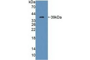 TECTB antibody  (AA 18-329)