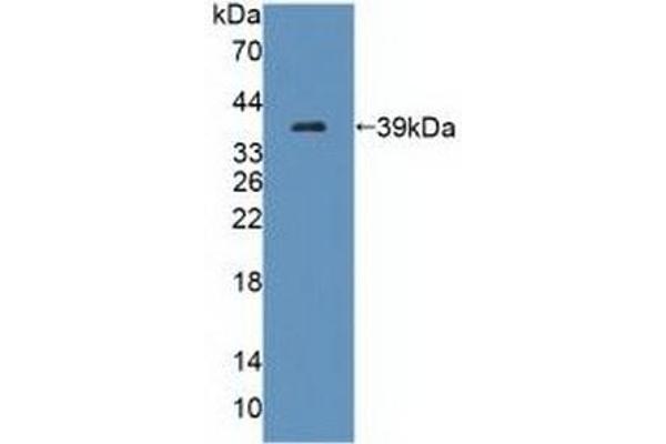 TECTB antibody  (AA 18-329)