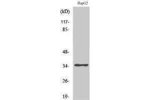 anti-Zinc Finger Protein 771 (ZNF771) (Internal Region) antibody