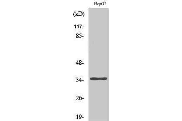 anti-Zinc Finger Protein 771 (ZNF771) (Internal Region) antibody