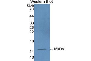 Image no. 1 for anti-Chemokine (C-C Motif) Ligand 9 (Ccl9) (AA 22-122) antibody (ABIN5013903)