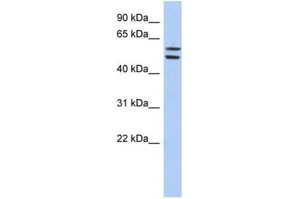 anti-Zinc Finger Protein 513 (ZNF513) antibody