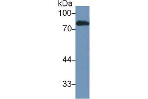 Image no. 2 for anti-Lactotransferrin (LTF) (AA 64-193) antibody (ABIN1859721)