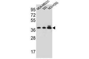 Image no. 2 for anti-Taste Receptor, Type 2, Member 1 (TAS2R1) (AA 266-297), (C-Term) antibody (ABIN955083)
