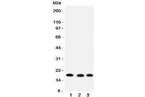 Image no. 1 for anti-Ubiquitin-Conjugating Enzyme E2I (UBE2I) (C-Term) antibody (ABIN3029436)