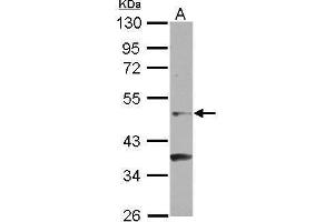 Image no. 1 for anti-Nuclear Receptor Subfamily 6, Group A, Member 1 (NR6A1) (C-Term) antibody (ABIN2854885)