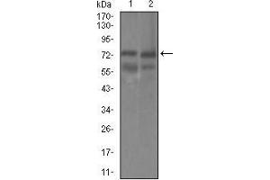 Image no. 2 for anti-Guanylate Cyclase 1 Soluble Subunit Alpha (GUCY1A1) (AA 22-214) antibody (ABIN1724788)